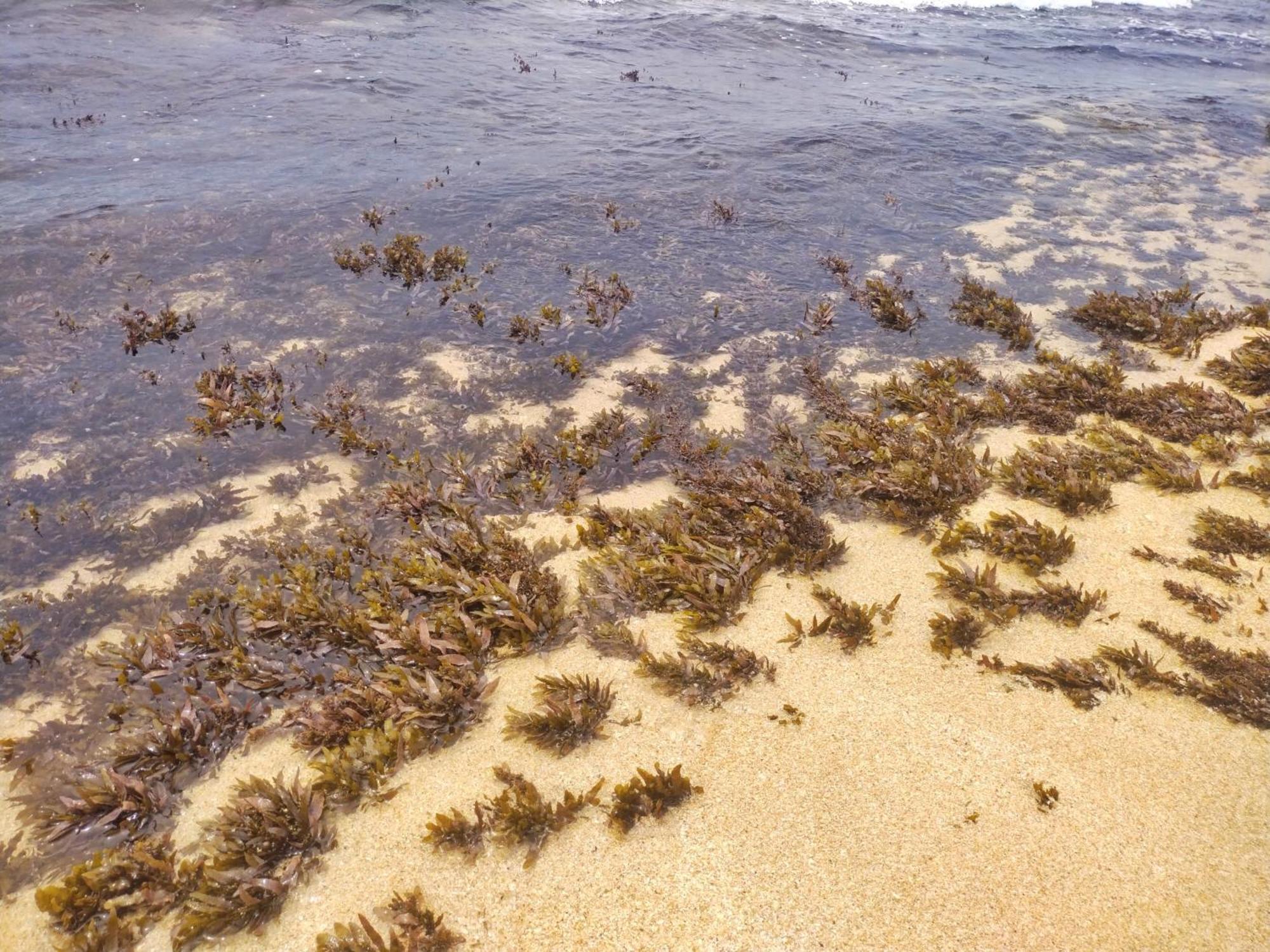 Dalawella Beach Resort Unawatuna Zewnętrze zdjęcie